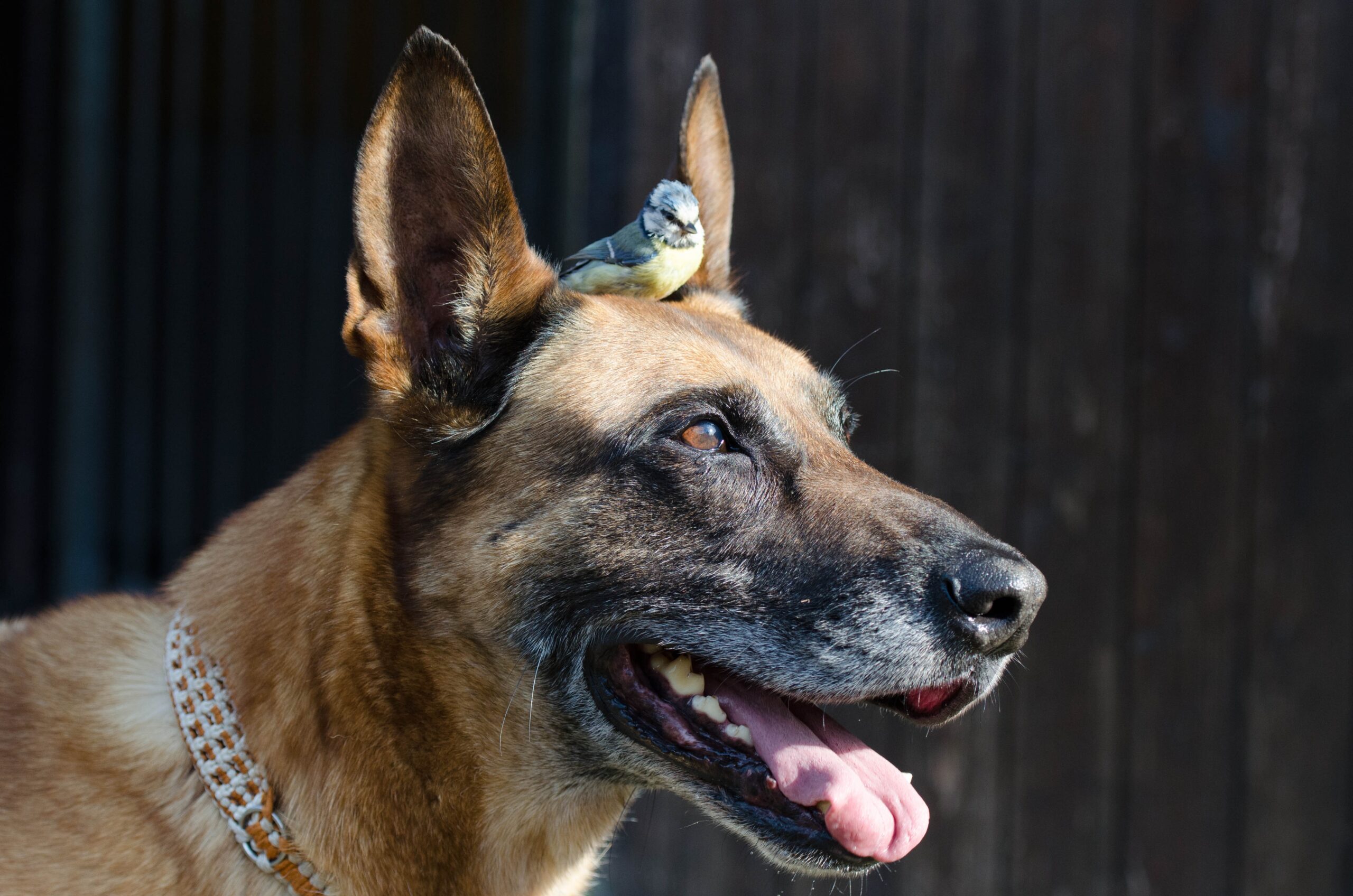 Pastor Belga Malinois é perigoso? 2 Imagem de cachorro
