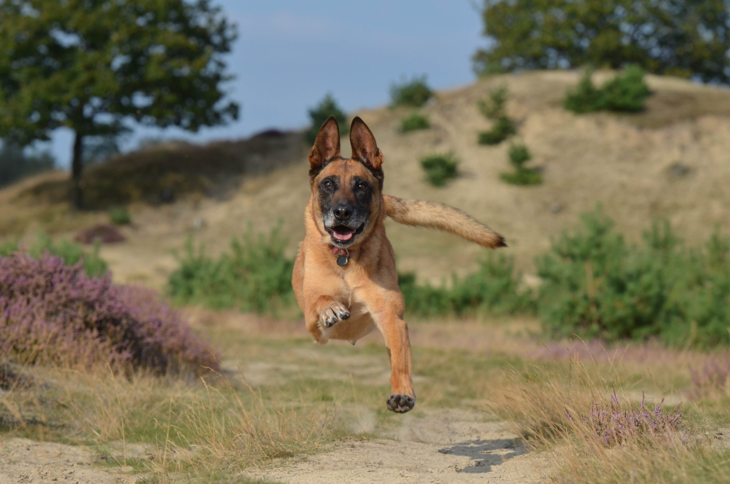 Pastor Belga Malinois é perigoso? 3 Imagem de cachorro