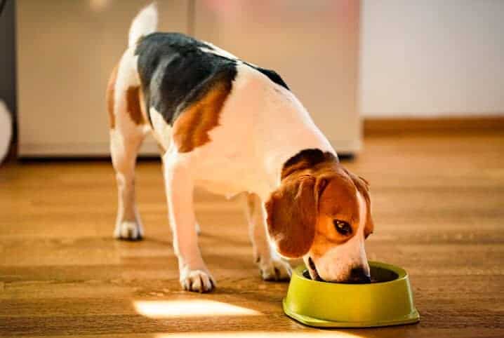 Qual é a altura ideal para o comedouro de cachorro? 1 Cachorro comendo em comedouro verde.