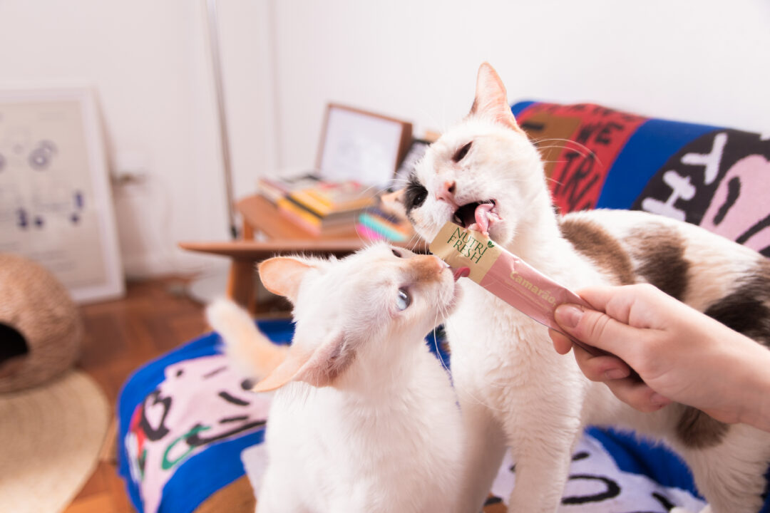 Dois gatos brancos lambendo sachê.