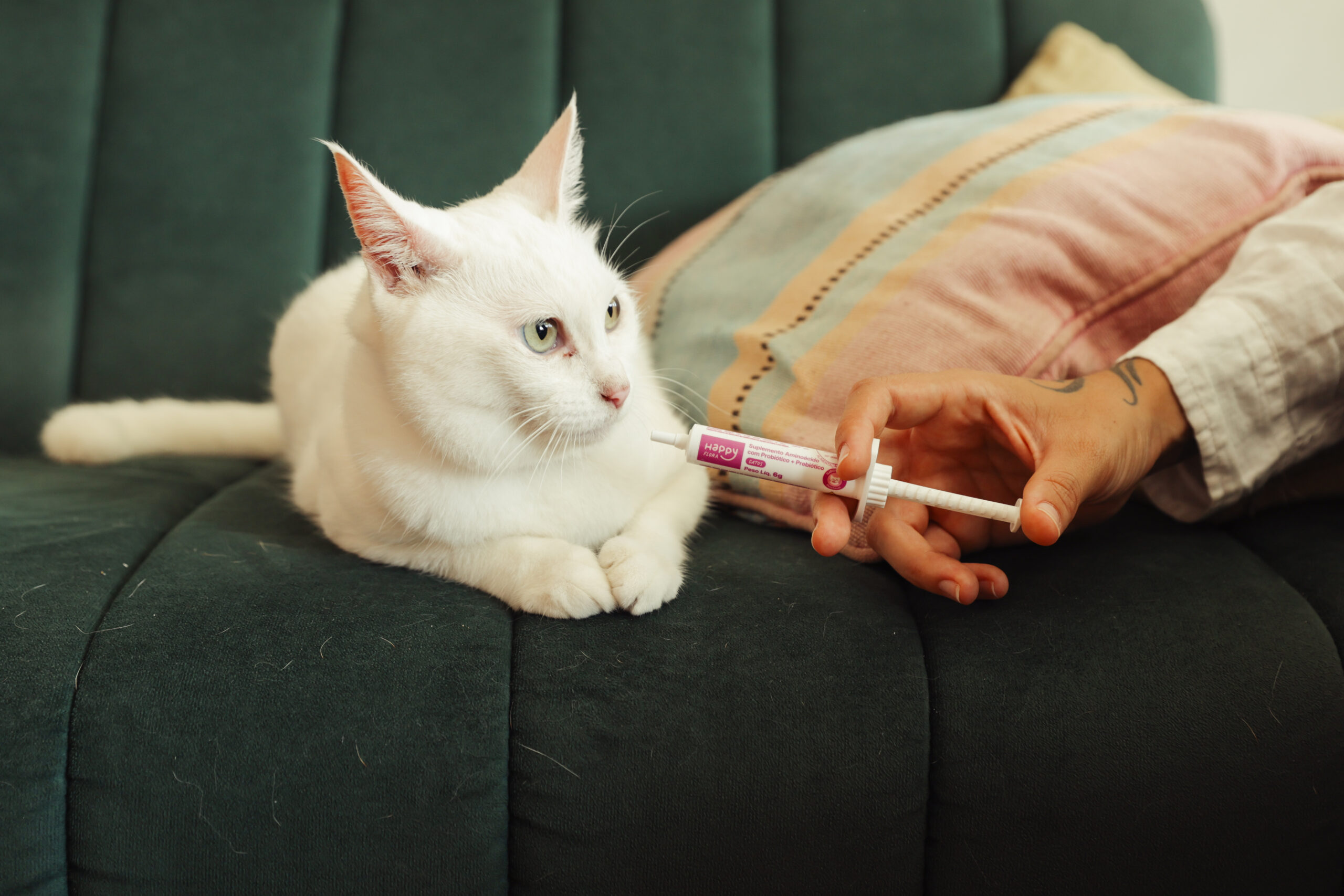 Mão segurando probiótico perto de gato branco.