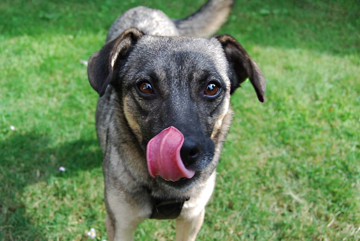 Sinais de apaziguamento em cães: entenda como seu pet se comunica 3 Cachorro lambendo o focinho.