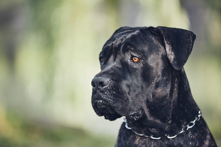 Sinais de apaziguamento em cães: entenda como seu pet se comunica 1 Cachorro preto olhando para o lado.