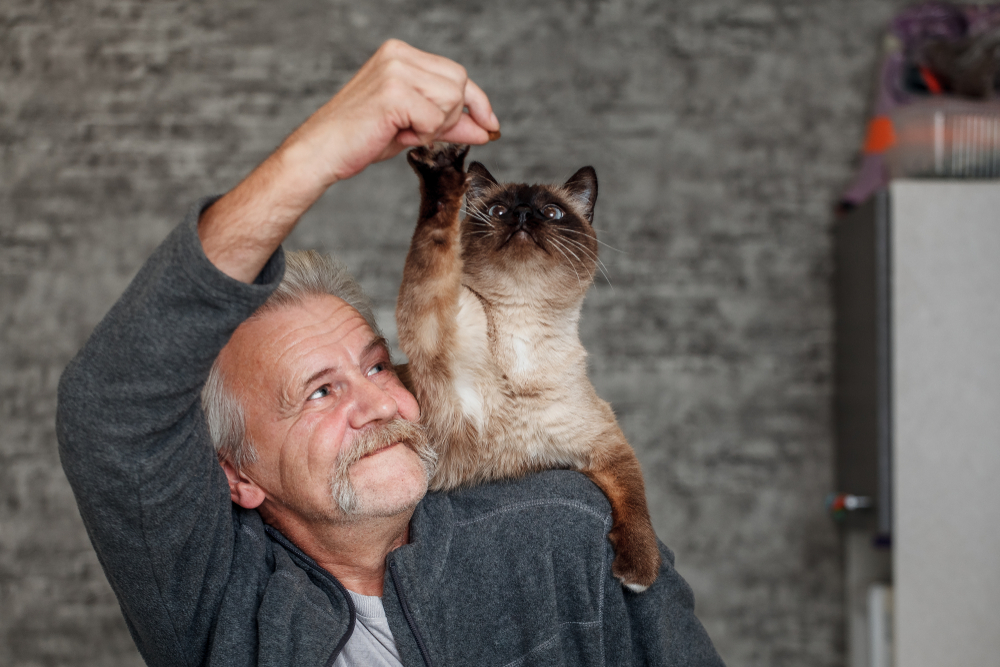 7 sinais de que seu pet está envelhecendo bem 1 Tutor com grão de ração na mão, levantada ao alto, e gato tentando alcançar.