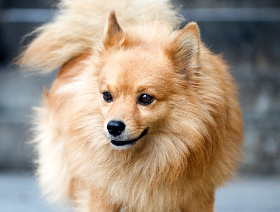 spitz