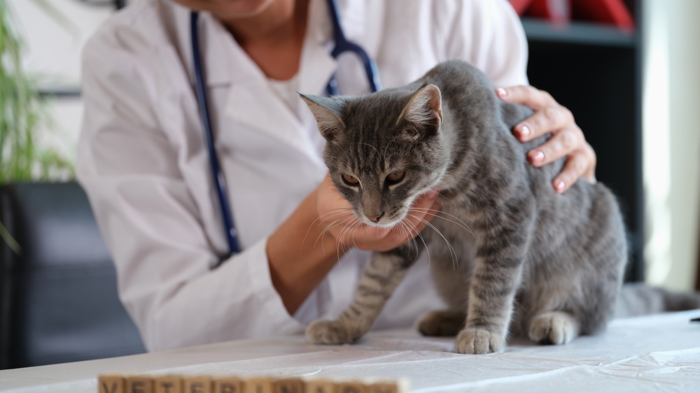 Veterinária examinando gato.