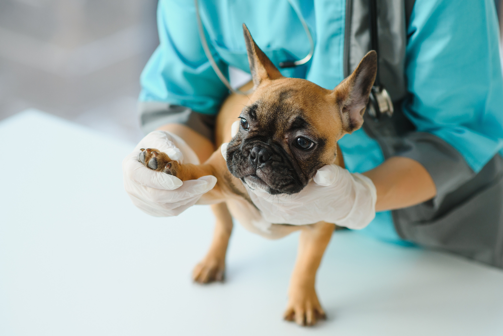 Cachorro buldogue filhote sendo examinado.
