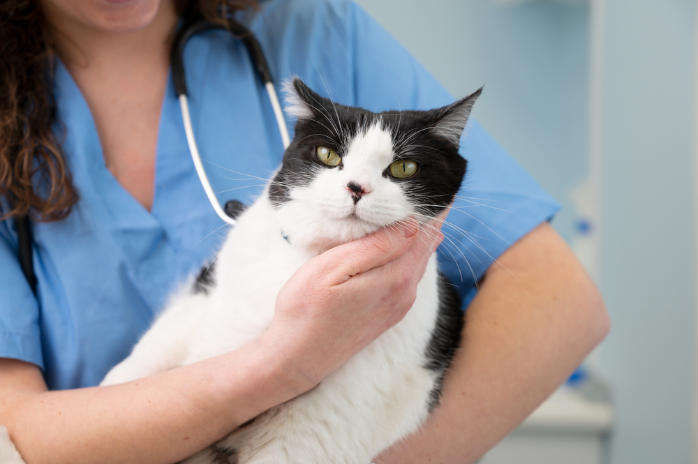 Gato branco e preto no colo da veterinária.