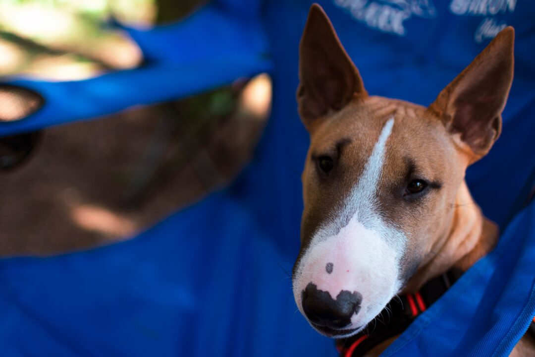 bull terrier (2)