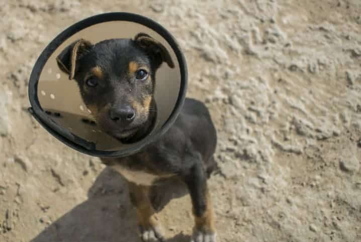 Cachorro filhote com colar elizabetano.