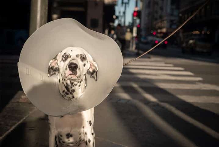 O seu cachorro consegue comer com colar elizabetano? Guia prático para facilitar as refeições do pet 1 Cachorro Dálmata com colar elizabetano.