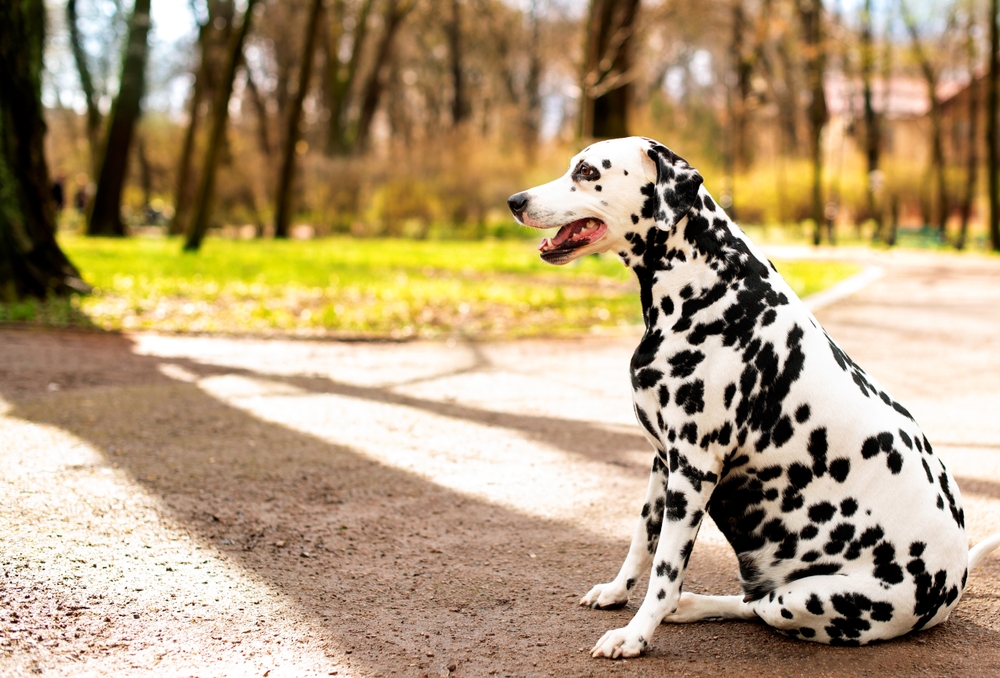 cachorro pequeno4