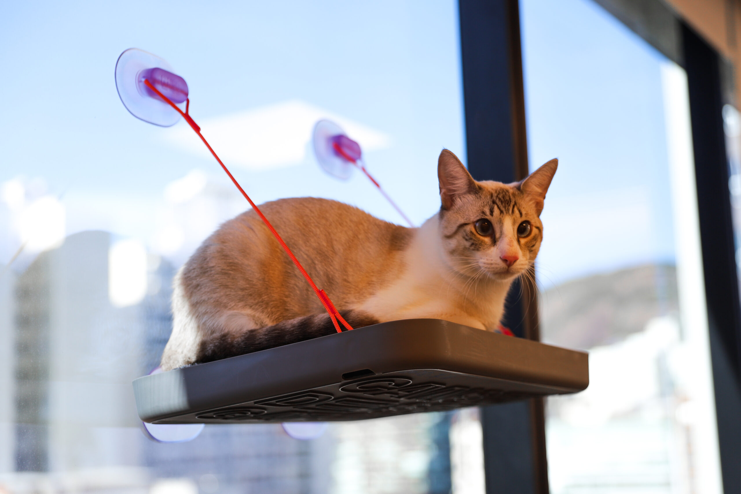 Gato em cama suspensa na janela.