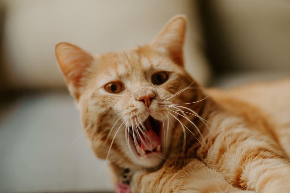 Imagem de gato laranja