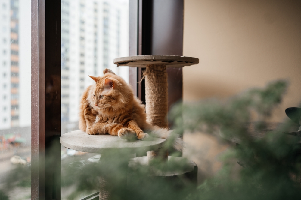 É verdade que gatos laranjas são mais agitados? Entenda o mito 1 Imagem de gato laranja