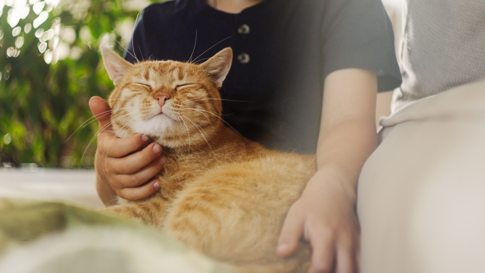 É verdade que gatos laranjas são mais agitados? Entenda o mito 2 Imagem de gato laranja