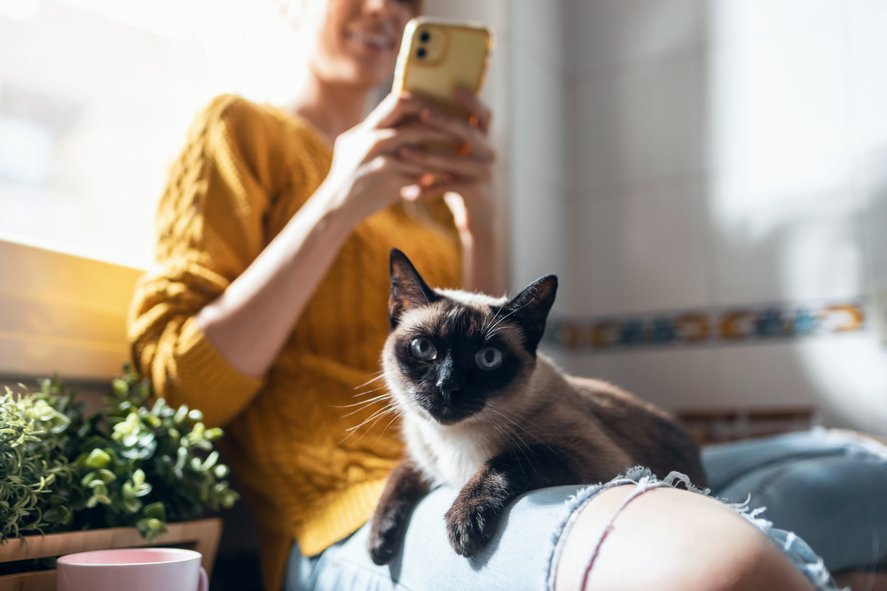 Pet influencer: leis e dicas para expor o animal na internet com segurança 1 Mulher tirando foto de gato.