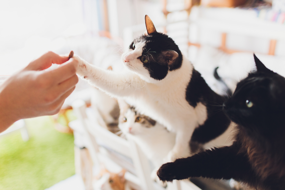 Tutores de gatos são mais felizes? Saiba o que dizem as pesquisas 2 Gato pegando a mão do tutor.