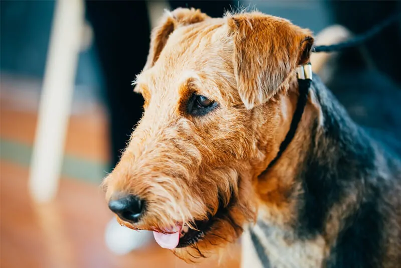 Airedale Terrier
  veterinário guia raças
