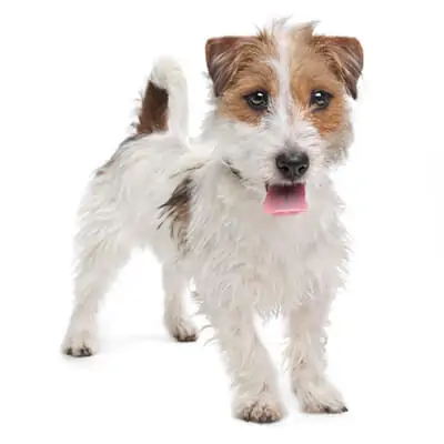 Jack Russell Terrier
