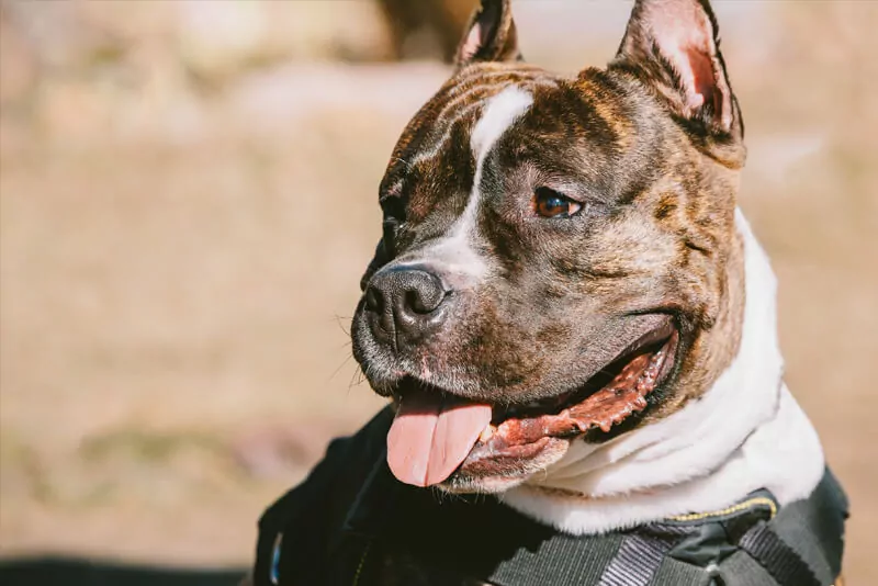 American Staffordshire Terrier  veterinário guia raças