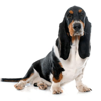 Basset hound
