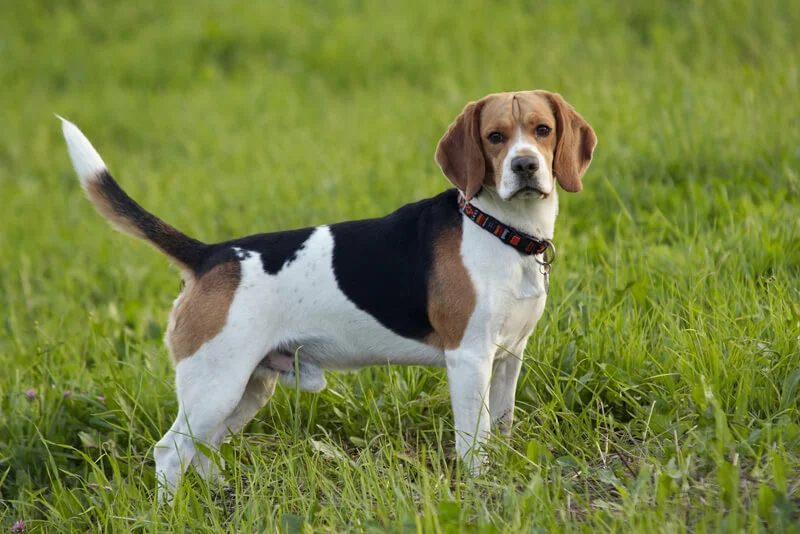 Beagle guia raças
