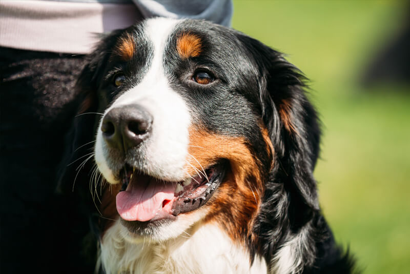 Bernese - Raças de Cães, Informações sobre Cães da Raça Bernese