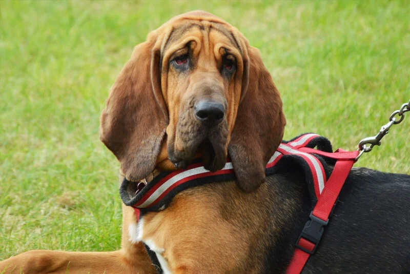 Bloodhound veterinário guia raças