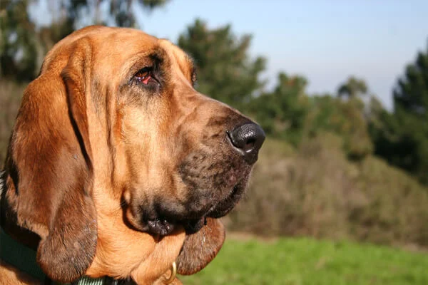 Escovação dos Pelos do Bloodhound