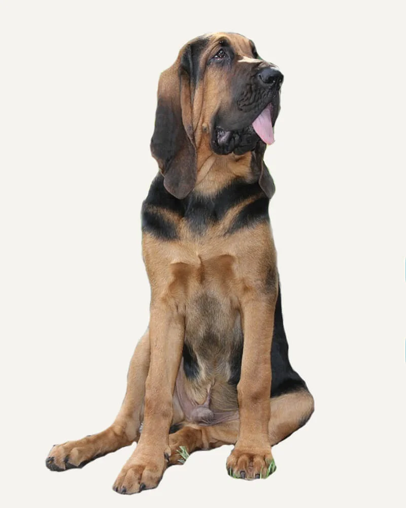 Bloodhound guia raças