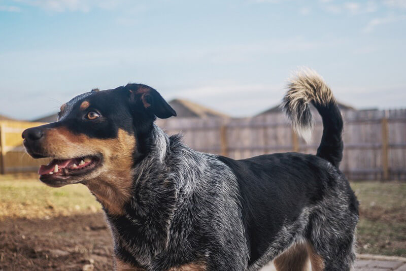 Blue Heeler: saiba tudo sobre essa raça aqui