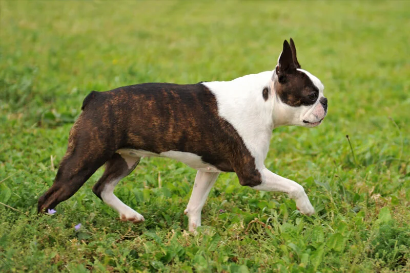 Boston Terrier veterinário guia raças