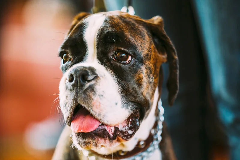 Cachorro Boxer veterinário guia raças
