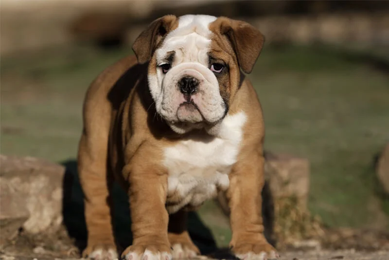 Bulldog Inglês veterinário guia raças