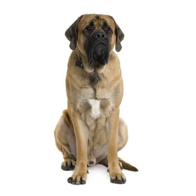 Bullmastiff: conheça um cão companheiro e protetor