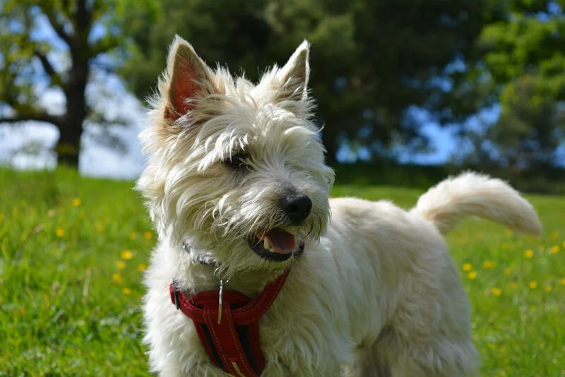 Cairn Terrier  veterinário guia raças