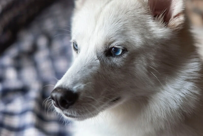 Cão da Groenlândia  veterinário guia raças