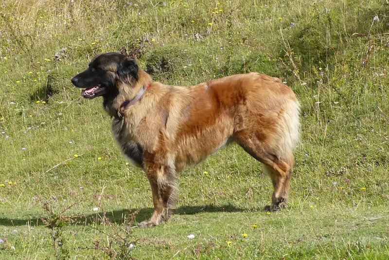 Cão da Serra da Estrela  veterinário guia raças