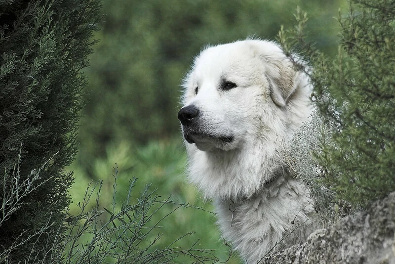 Cão de Montanha dos Pirenéus  veterinário guia raças