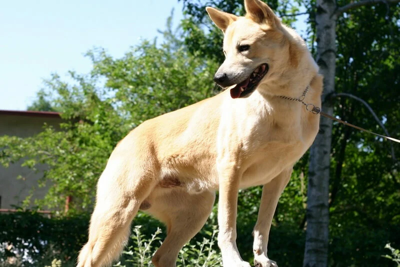 Cão do canaã  veterinário guia raças