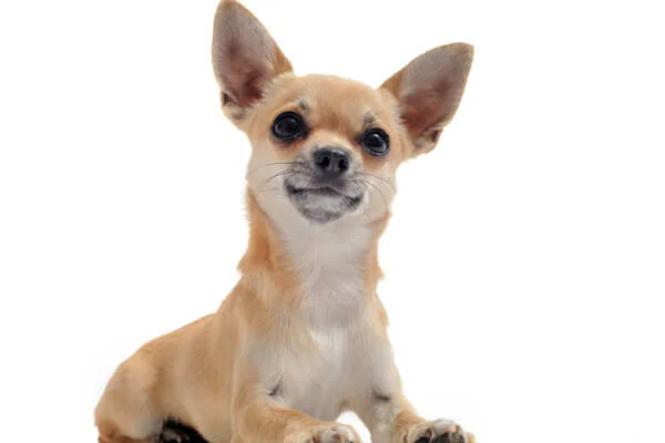 Escovação dos Pelos do Chihuahua