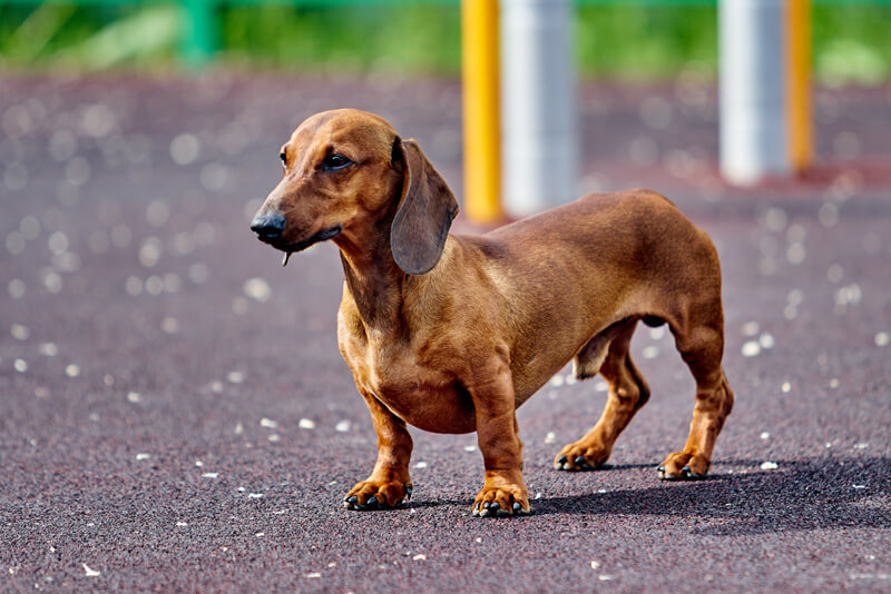 Cachorro dachshund saiba tudo sobre o salsicha