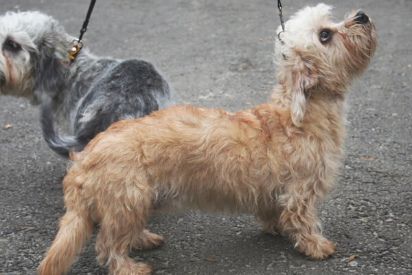 Escovação dos Pelos do Dandie Dinmont Terrier 
