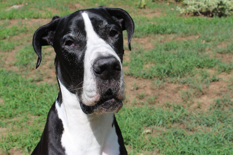 Dog Alemão é a raça de cachorro gigante