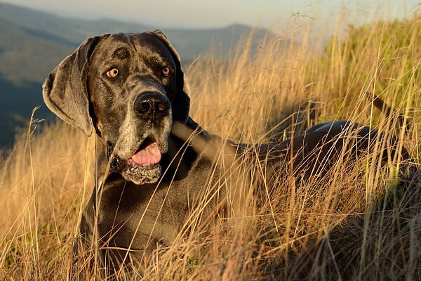 Escovação dos Pelos do Dogue Alemão