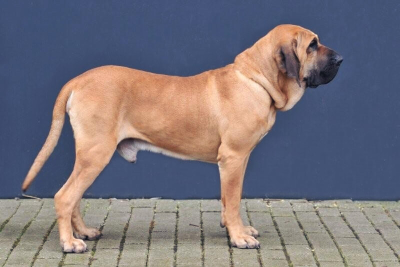 Cachorro fila brasileiro: Nero foi destaque na exposição nacional