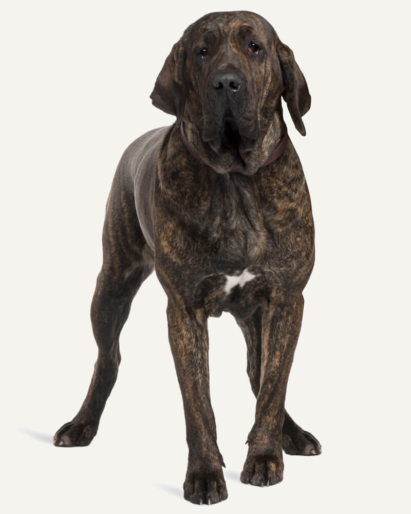 Fila Brasileiro descubra tudo sobre essa raça nacional