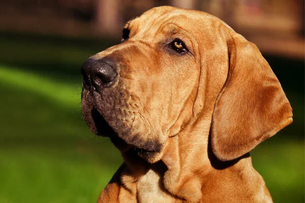 Pra Cachorros - Características *Fila brasileiro é uma raça de cão
