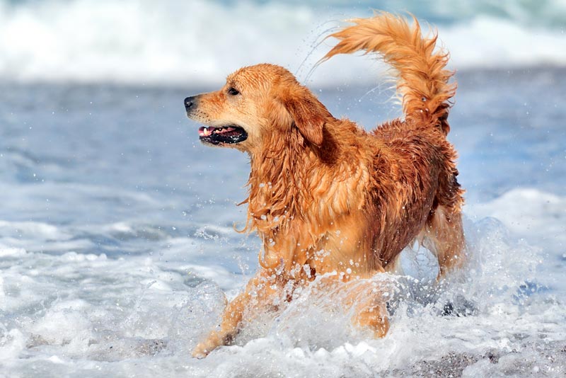 Golden Retriever veterinário guia raças